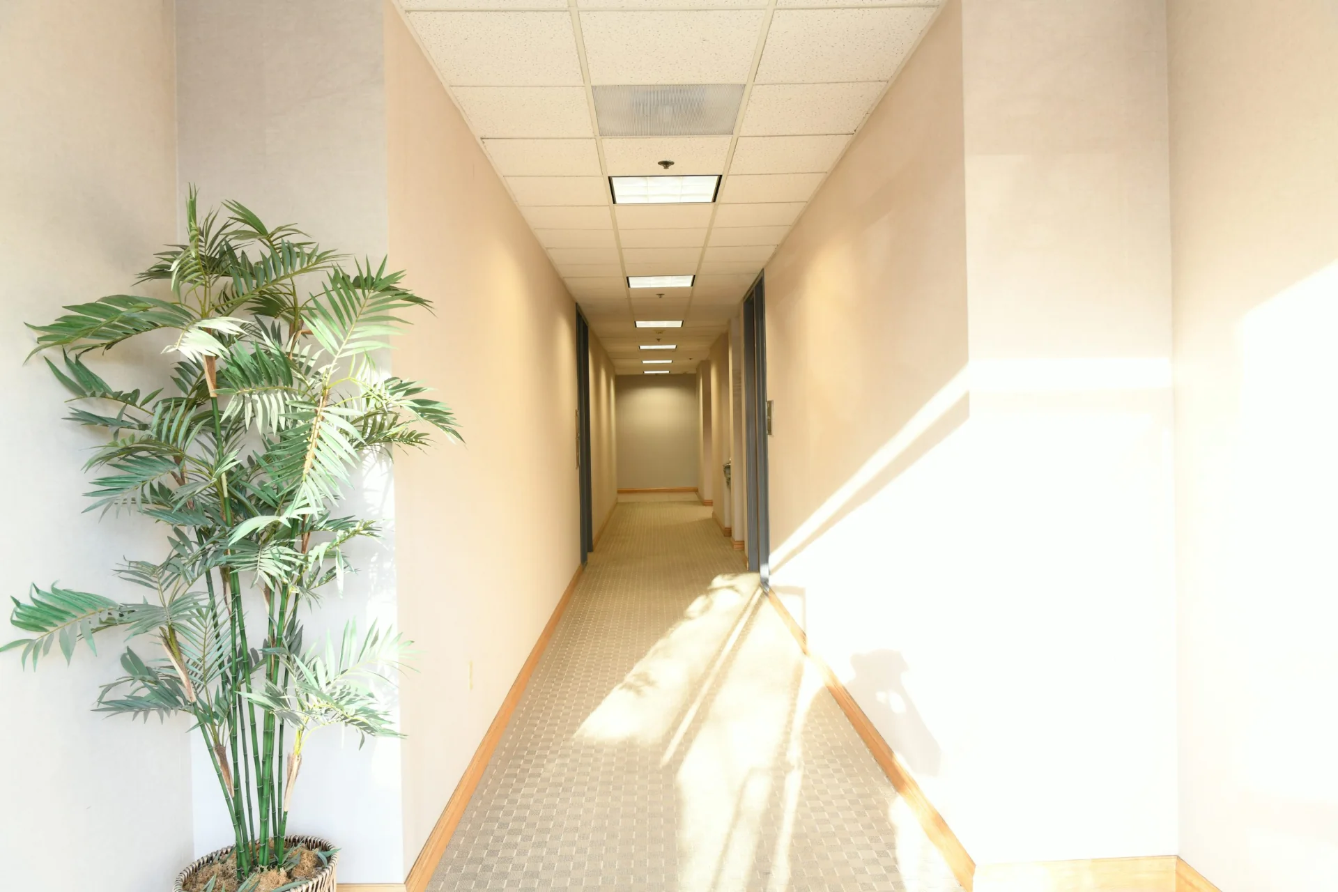 Empty office corridor with closed doors, an indoor plant and sunlight